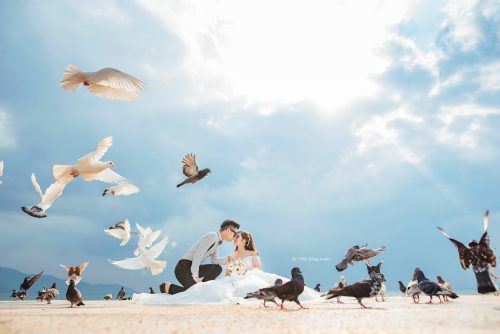 Chụp ảnh thú cưng với ánh trăng